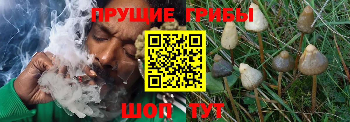 Жуковский  Галлюциногенные грибы прущие грибы  Вход с VPN 